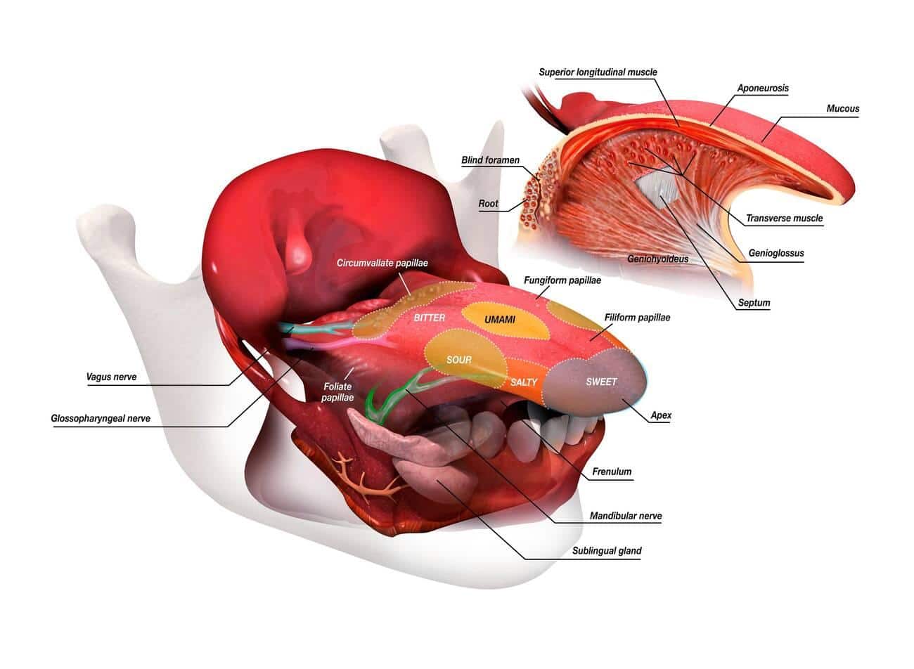 mouth anatomy