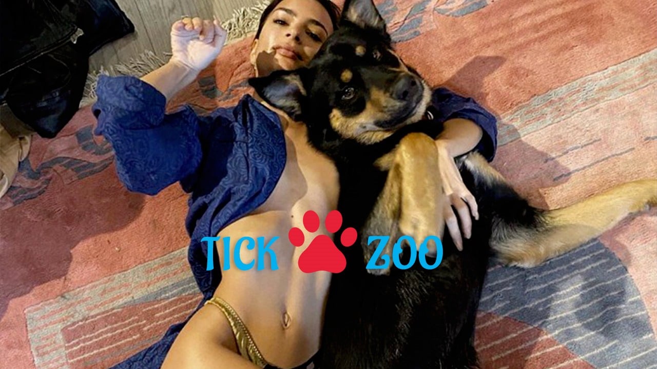 what is tickzoo