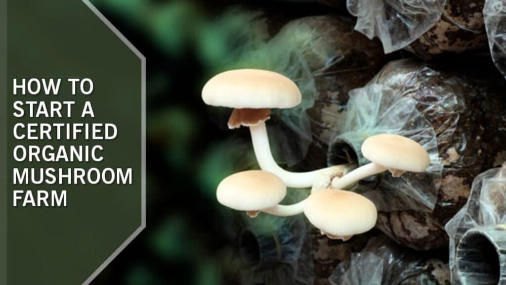 How To Start A Certified Organic Mushroom Farm