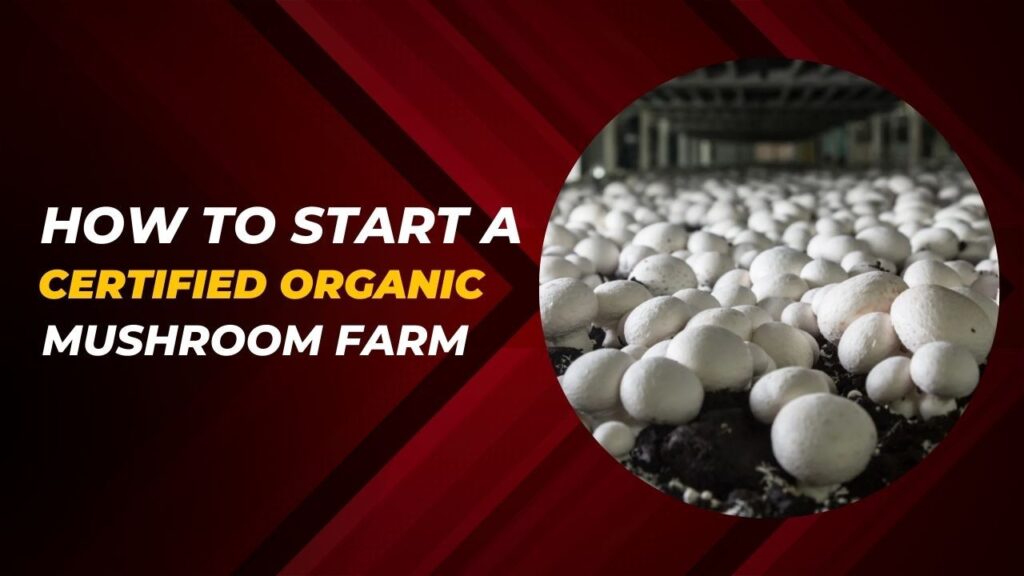 How to Start a Certified Organic Mushroom Farm