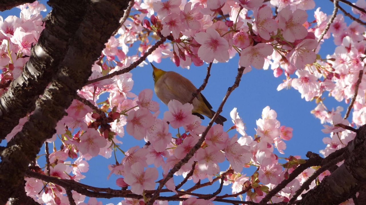 First Day of Spring 2024 What to Know About the Vernal Equinox