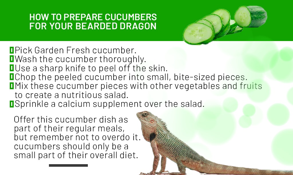 can bearded dragons eat cucumbers