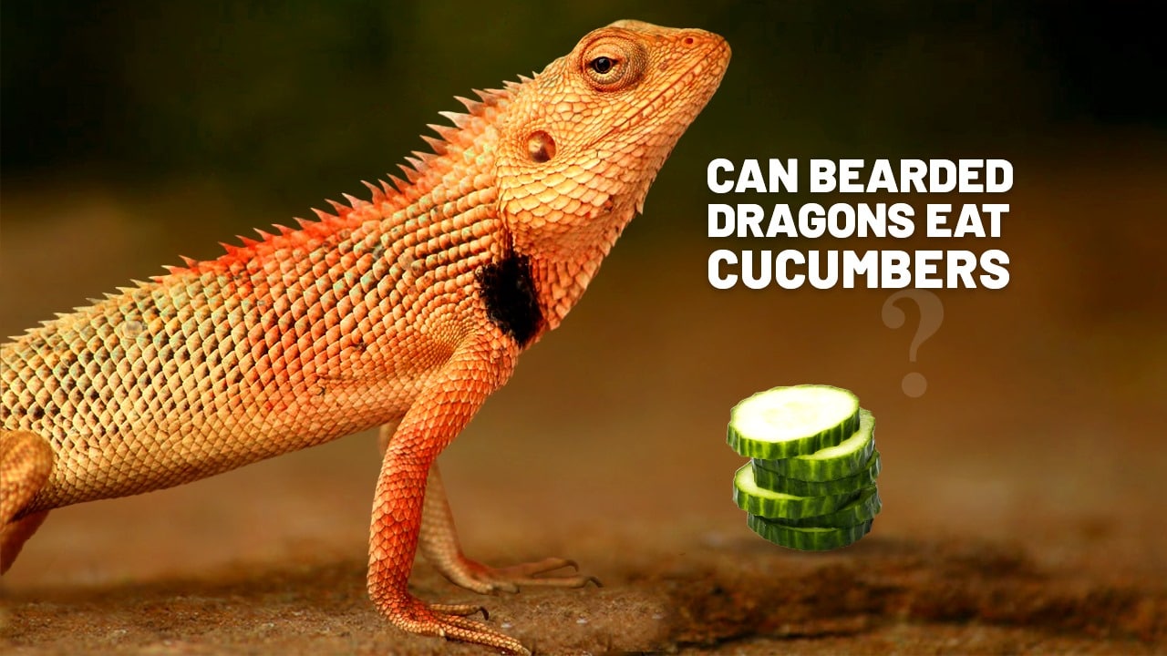 can bearded dragons eat cucumbers