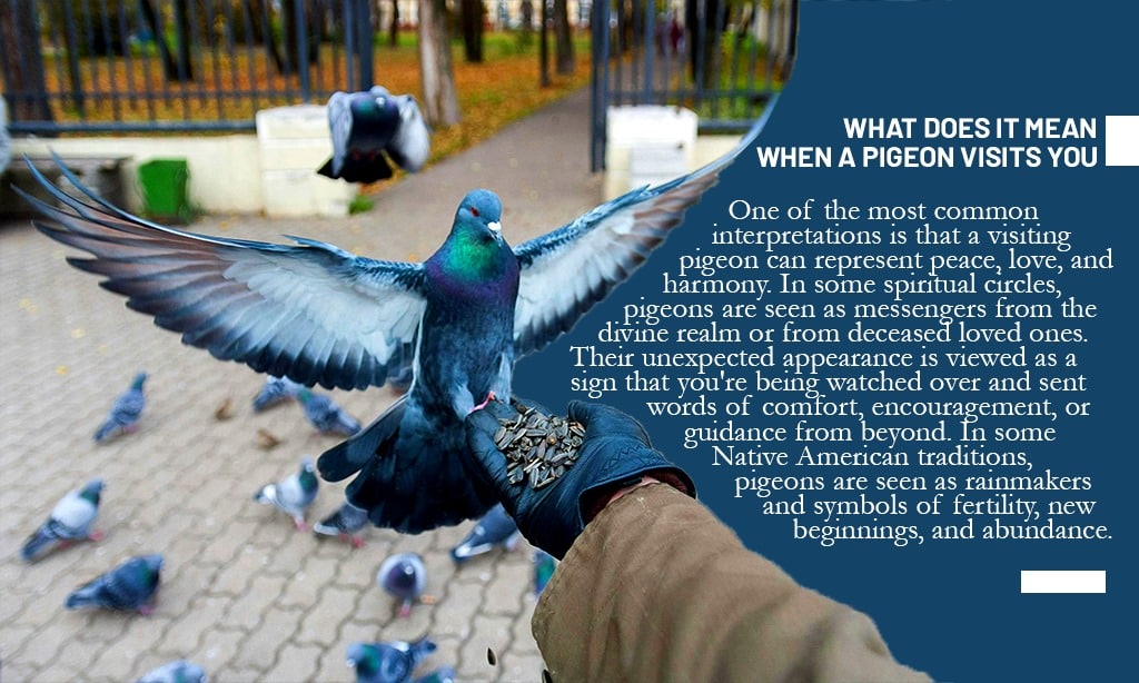 if a pigeon visits you what it means