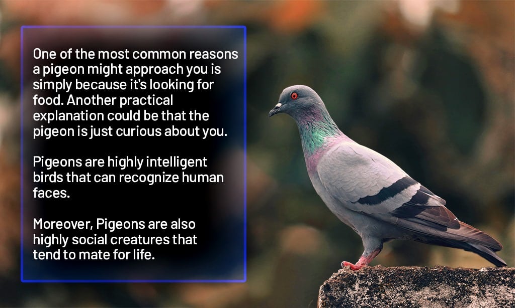 pigeon facts