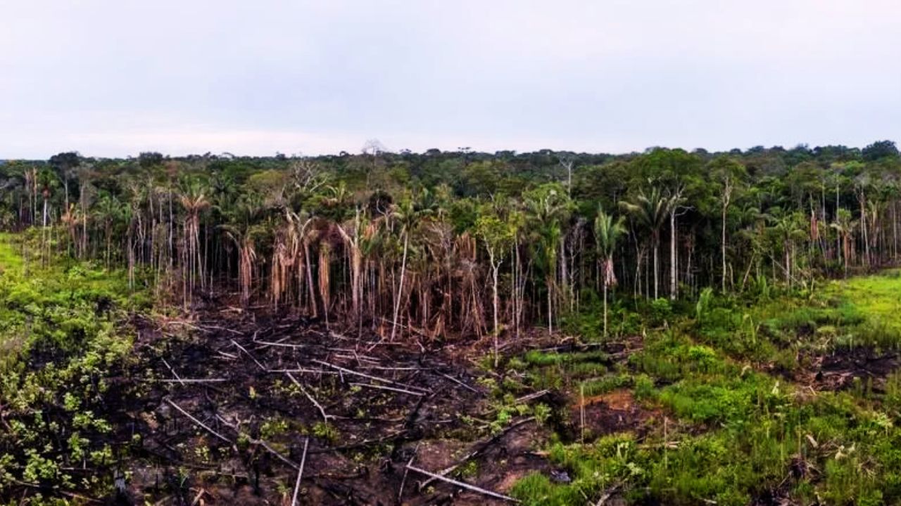 Amazon Rainforest Drought Recovery