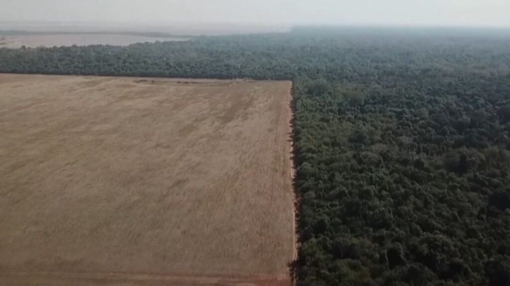 Brazil Cerrado Deforestation Worse Than Amazon Rainforests