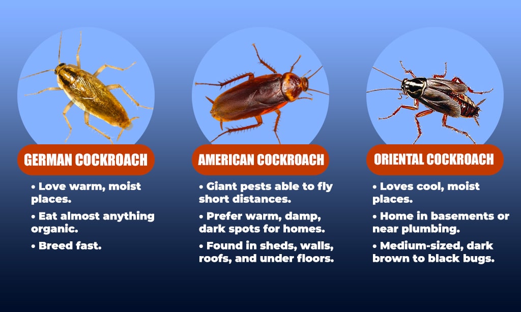 Common Cockroach Species in Homes