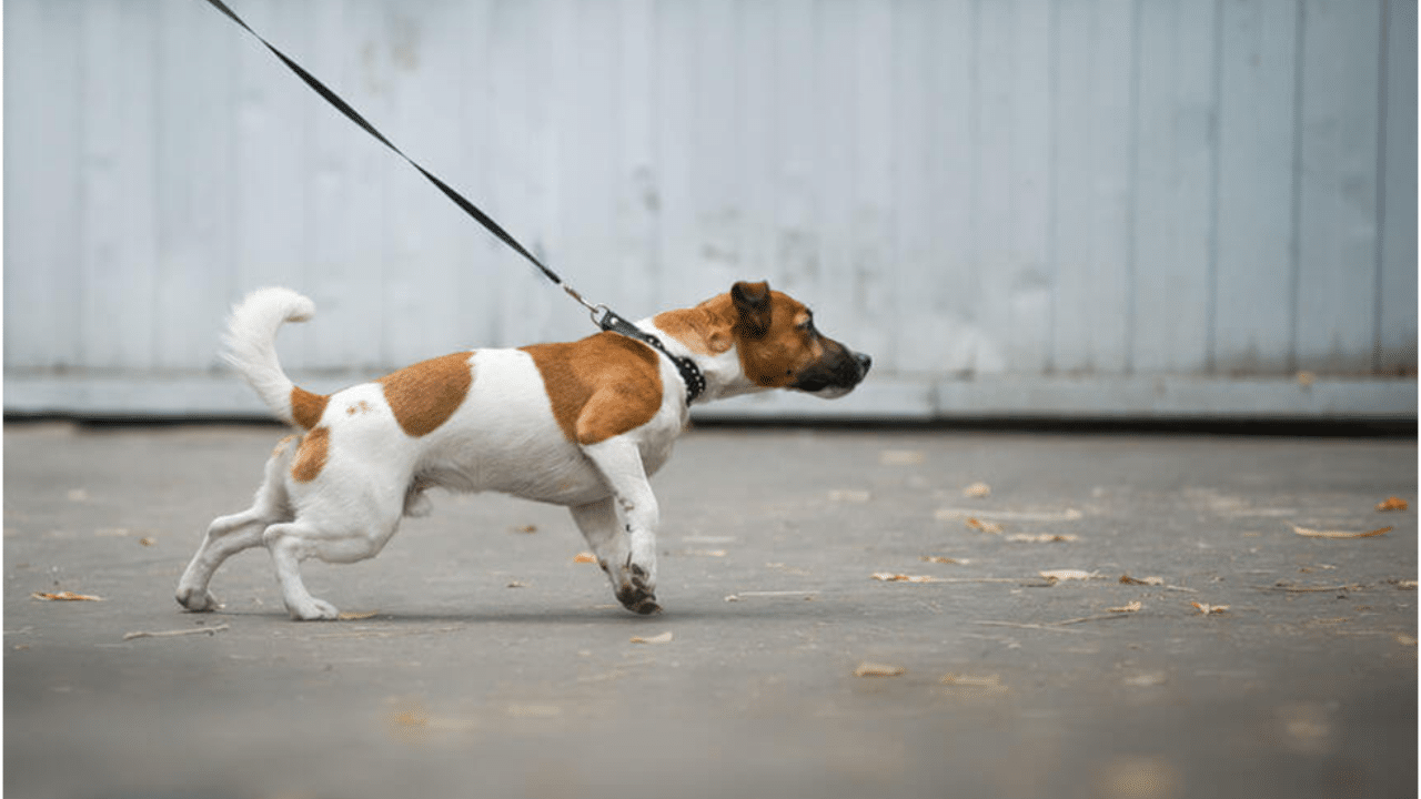 find dog trainer ocean county leash training