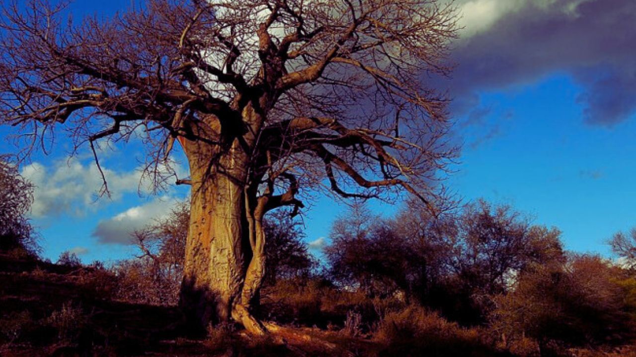 scientists solve mystery ancient tree