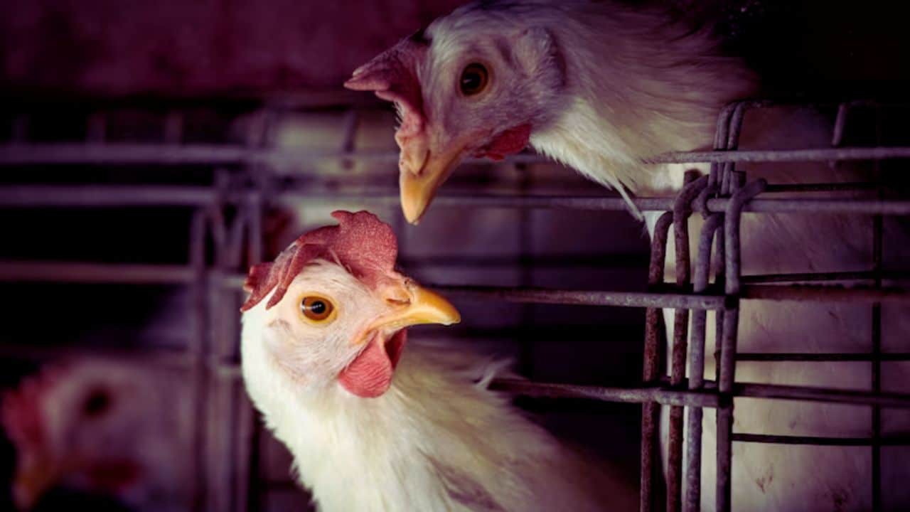 4 new bird flu developments experts alarmed