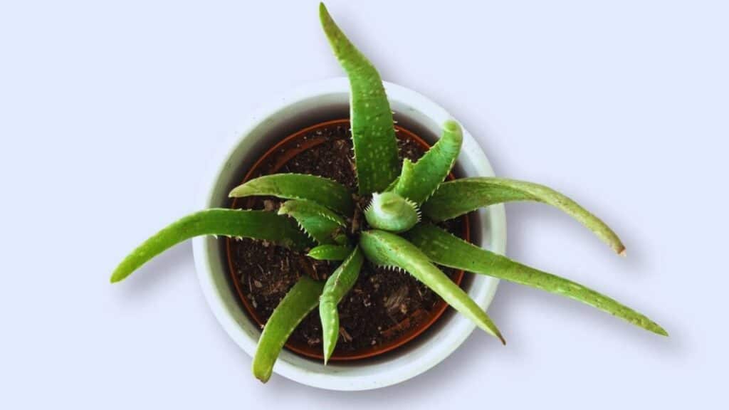 top view of potted aloe vera plant on white background