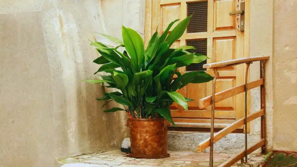 Aspidistra with tough leaves on a stand in interior on whtite brick wall