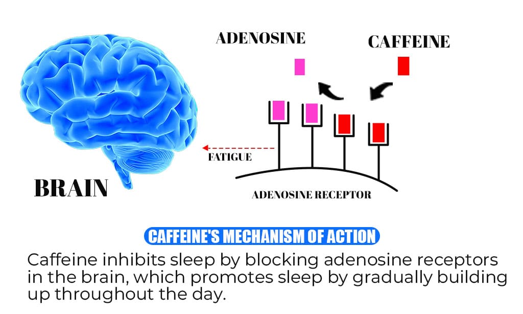 Explain caffeine's mechanism of action