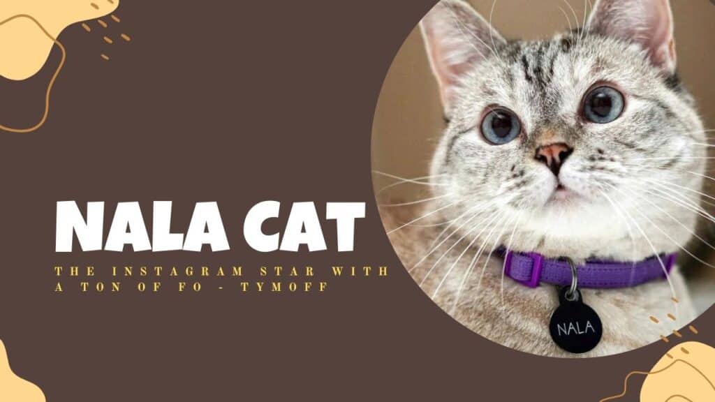 Meet Nala Cat: The Instagram Star With A Ton Of Fo - Tymoff