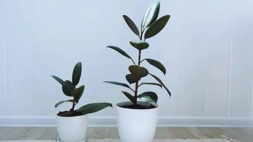 Two houseplants with Ficus plant in pot , Ficus Elastica Burgundy or Rubber Plant