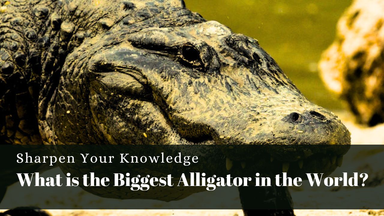 What is the Biggest Alligator in the World