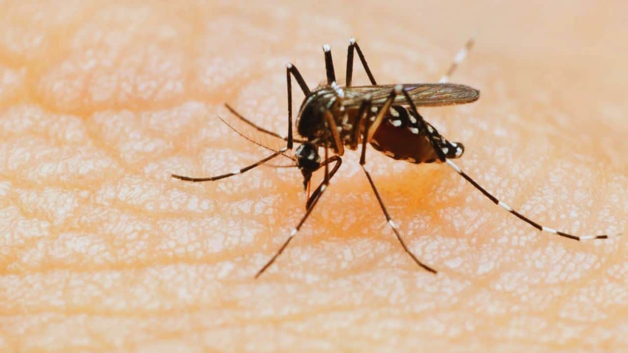 Zika Virus Threat Public Health Risks