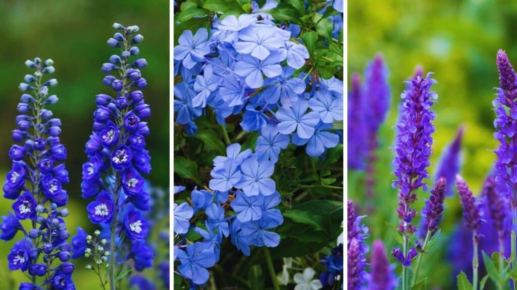 Blue Plants