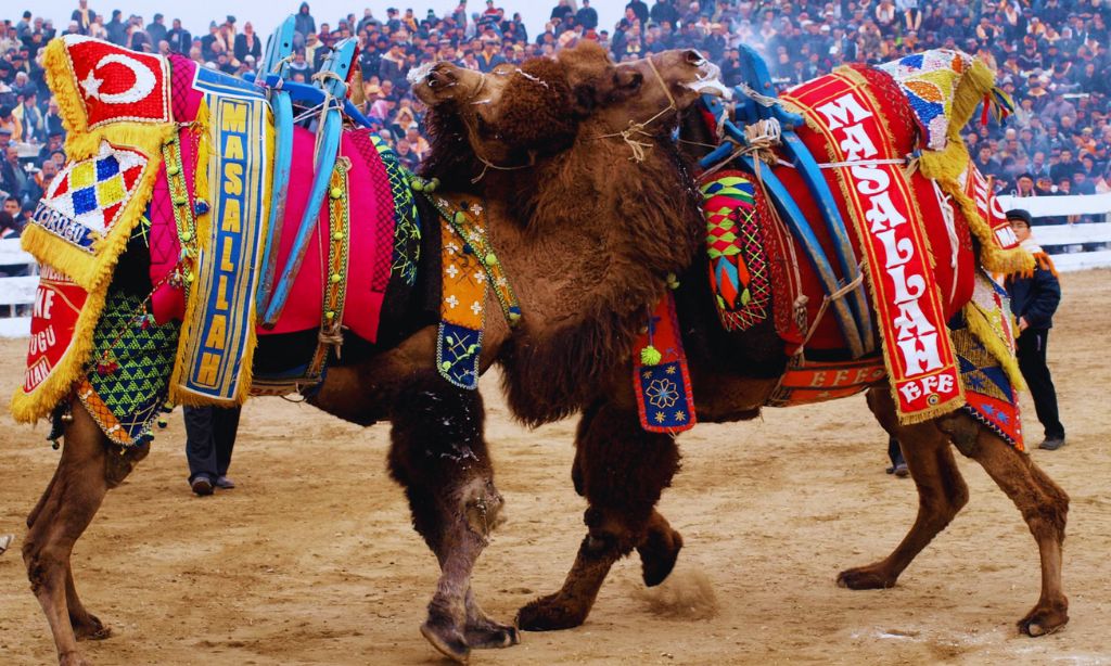 Camel Wrestling