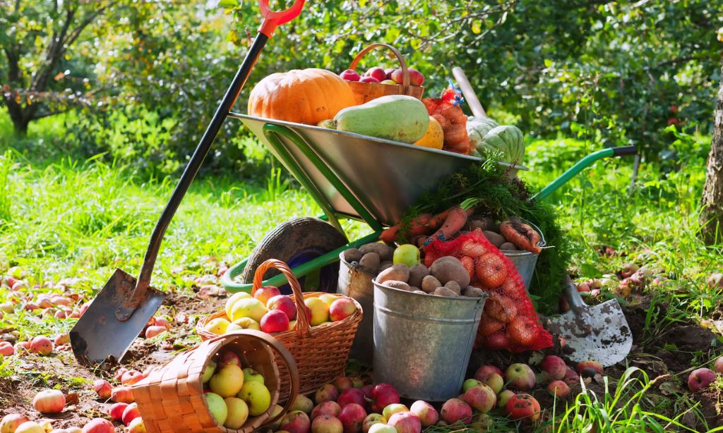 Cutting Garden Abundance