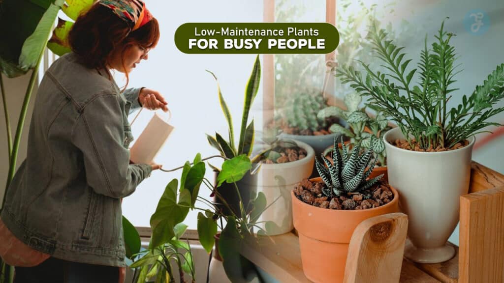 Easy Maintenance Plants on Low Budget