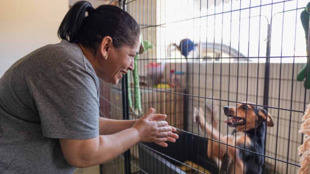 Volunteer at a Local Animal Shelter