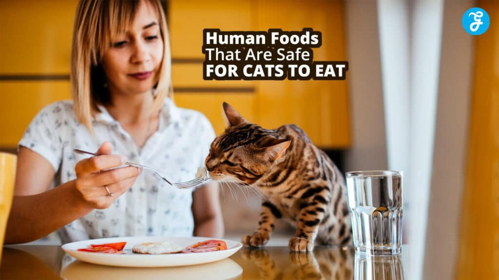 Human Foods That Are Safe for Cats to Eat