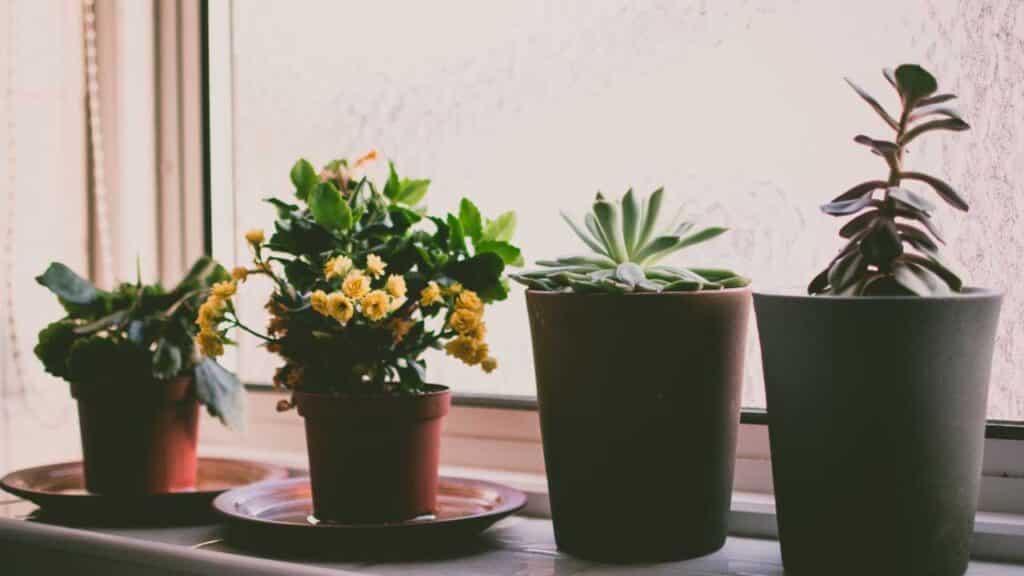 Small potted plants arranged on a windowsill.