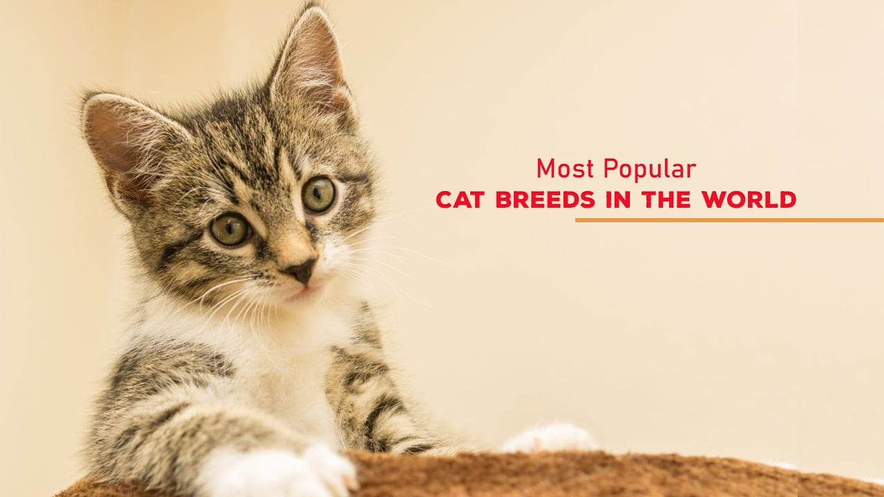 Top 10 Cutest Pet Names for Cats