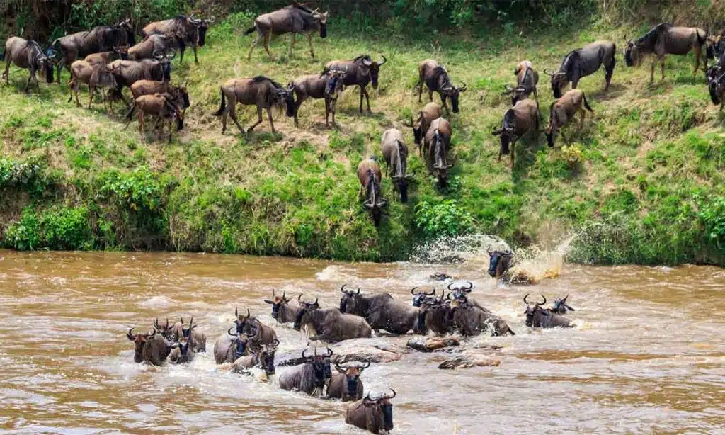 Serengeti National Park, Tanzania