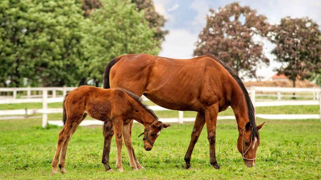 Horses
