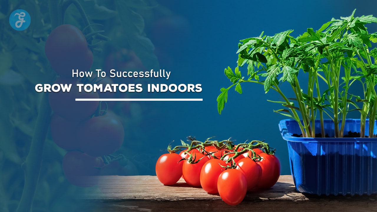 How To Successfully Grow Tomatoes Indoors: Essential Tips for Year-Round Harvests