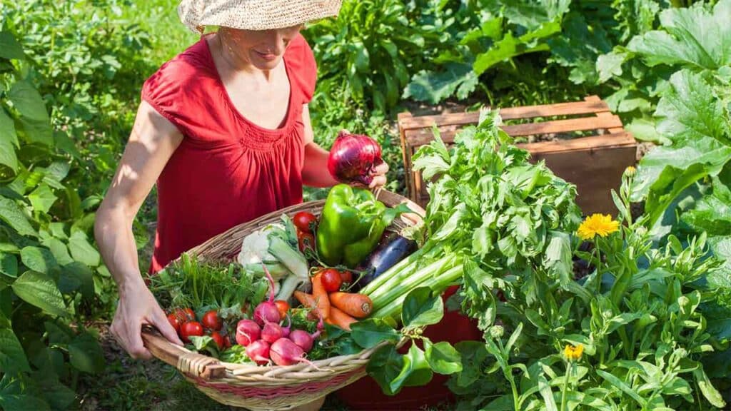 Person harvesting fresh vegetables in a garden