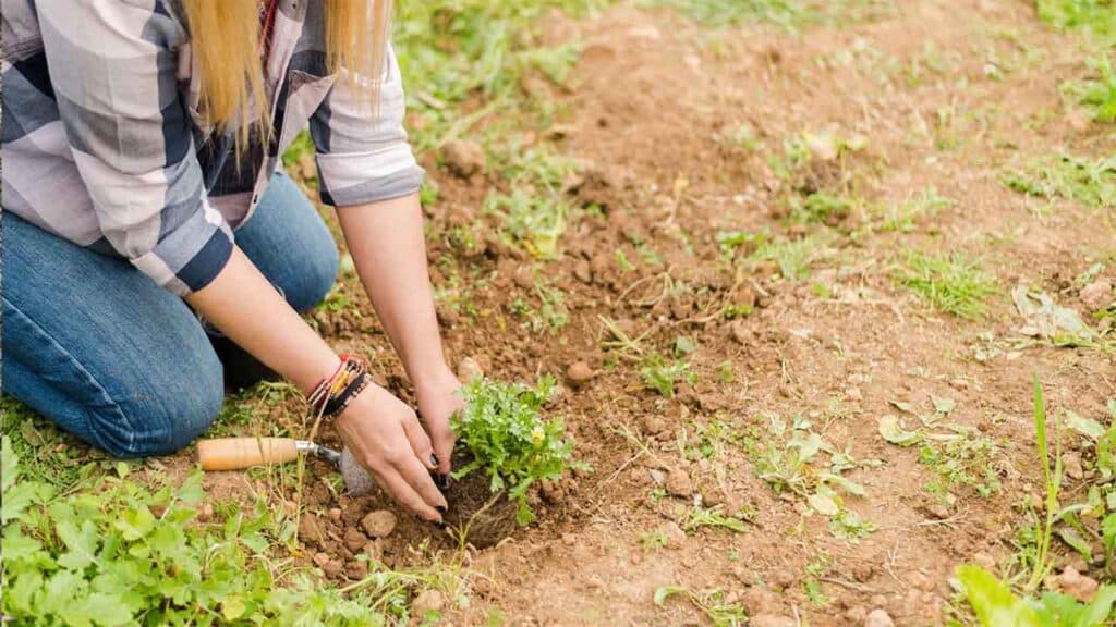 Person planting a small flower in the soil, gardening in an outdoor space