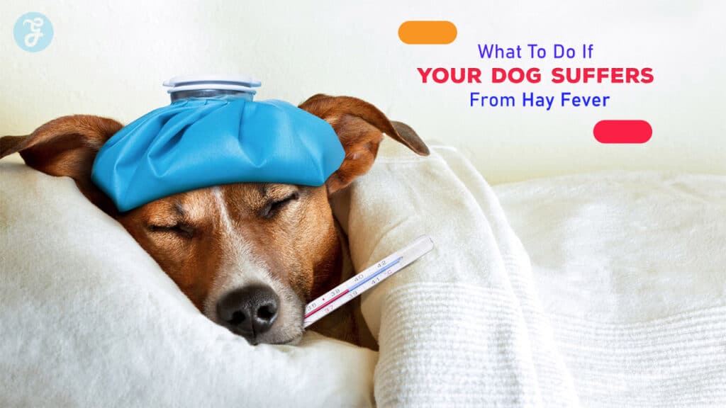 What To Do If Your Dog Suffers From Hay Fever