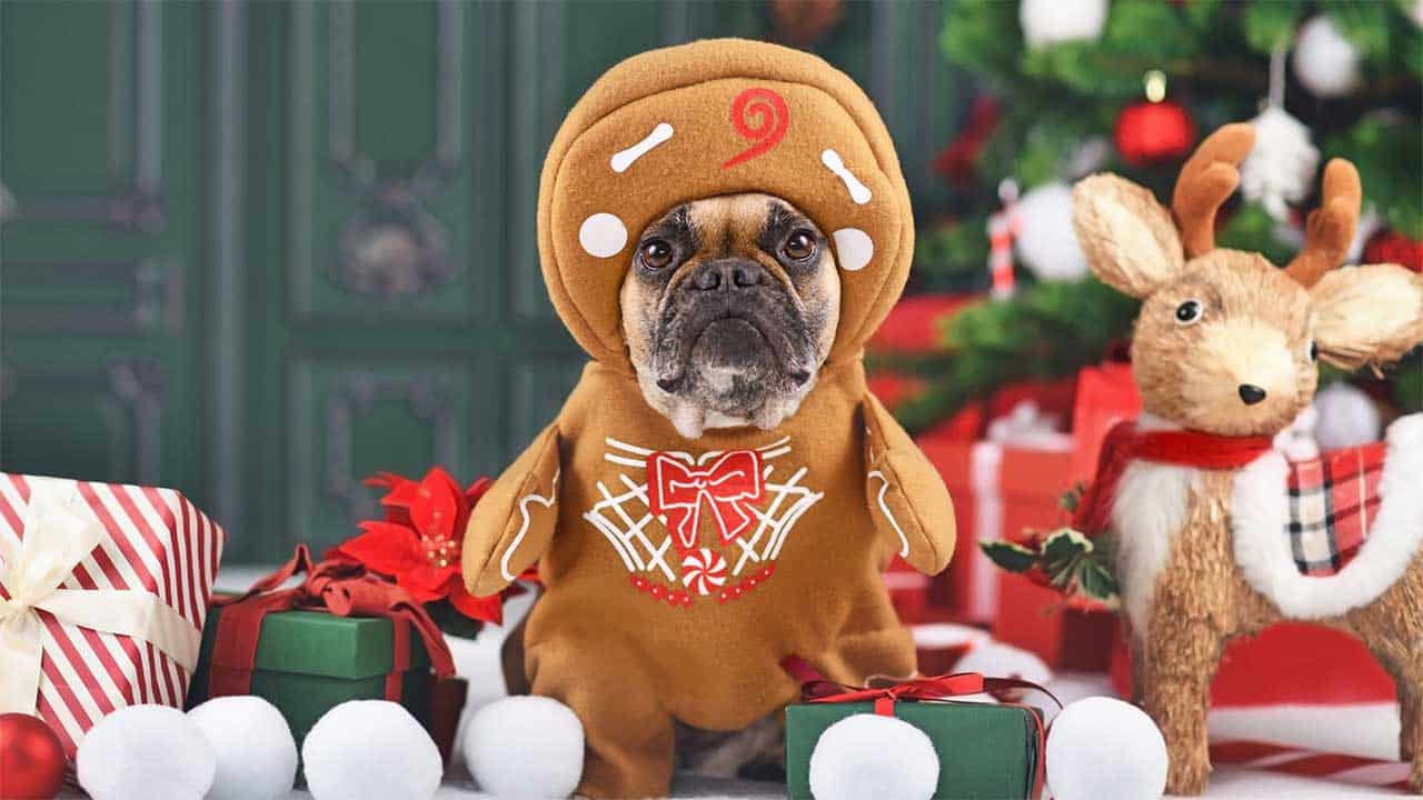 Disney Pets