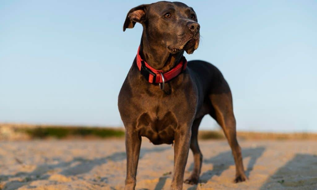 Great Dane
