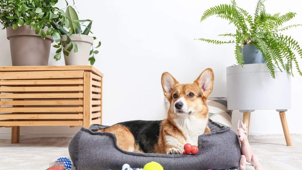 Best Houseplants for Pet-Friendly Homes