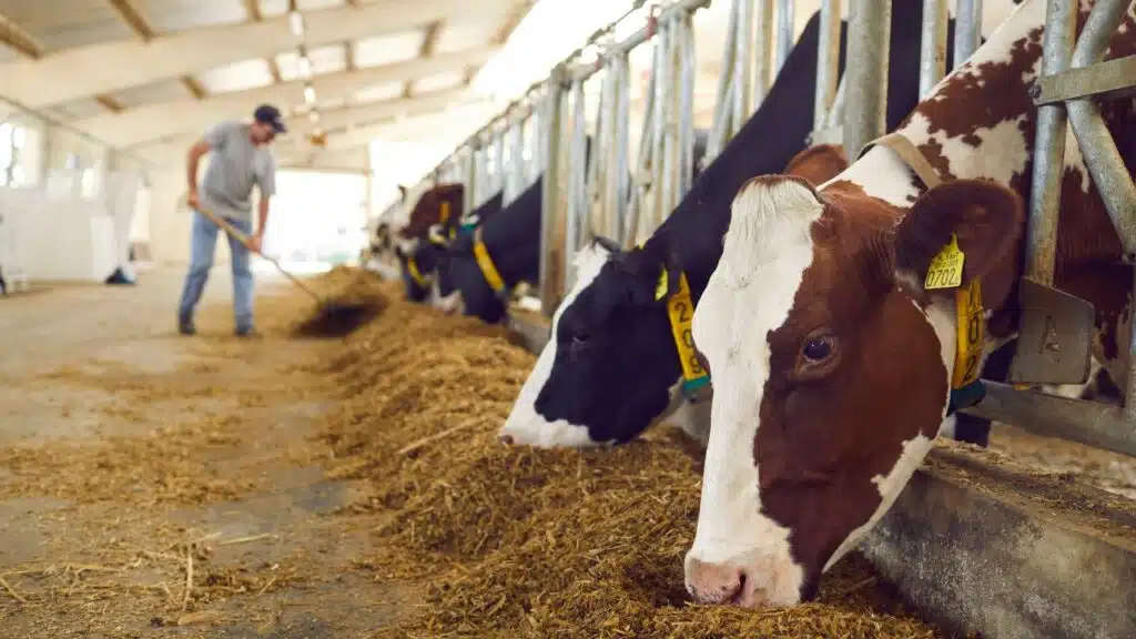 Most Lucrative Livestock to Raise in the USA