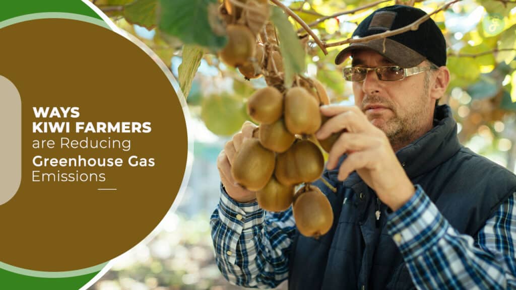 Ways Kiwi Farmers are Reducing Greenhouse Gas Emissions