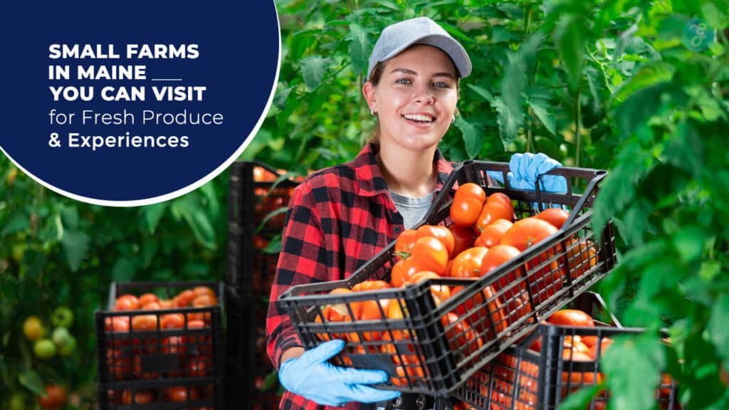 Small Farms in Maine