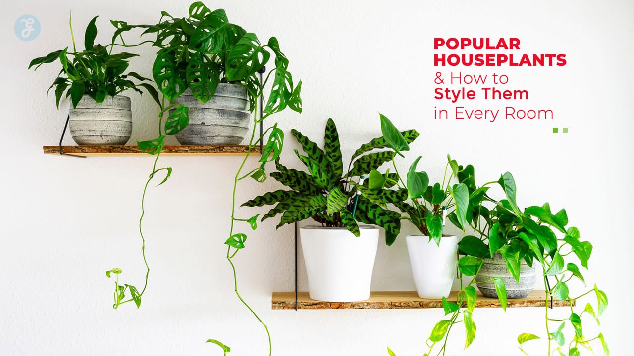 Houseplants
