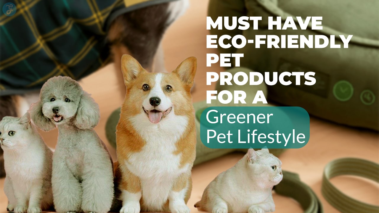 Must-Have Eco-Friendly Pet Products