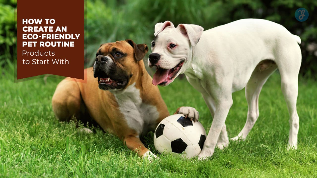 Eco-Friendly Pet Routine