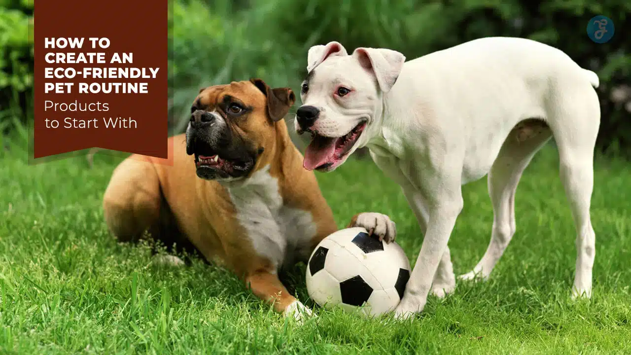 Eco-Friendly Pet Routine
