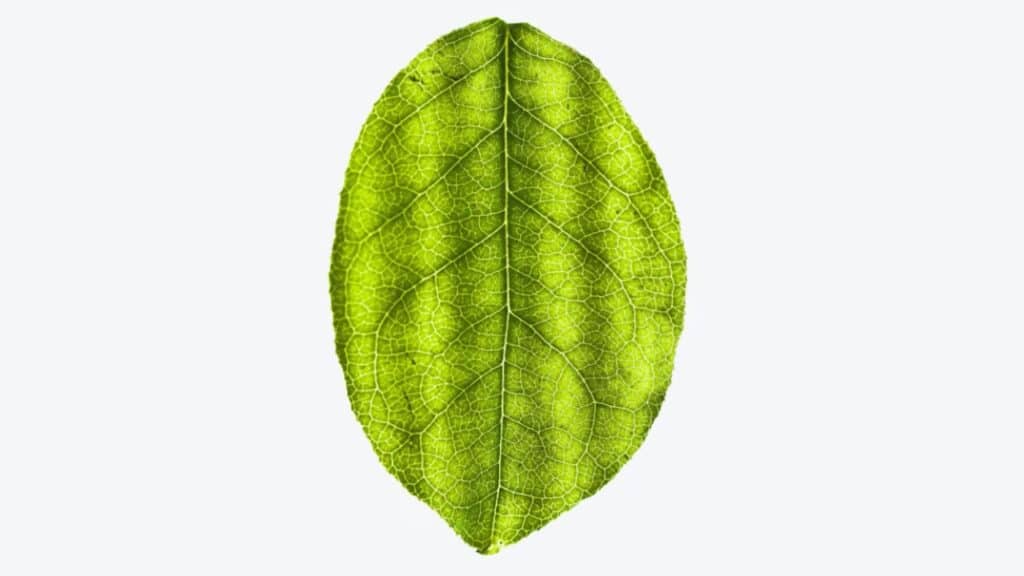 Why Regular Tree Maintenance Matters