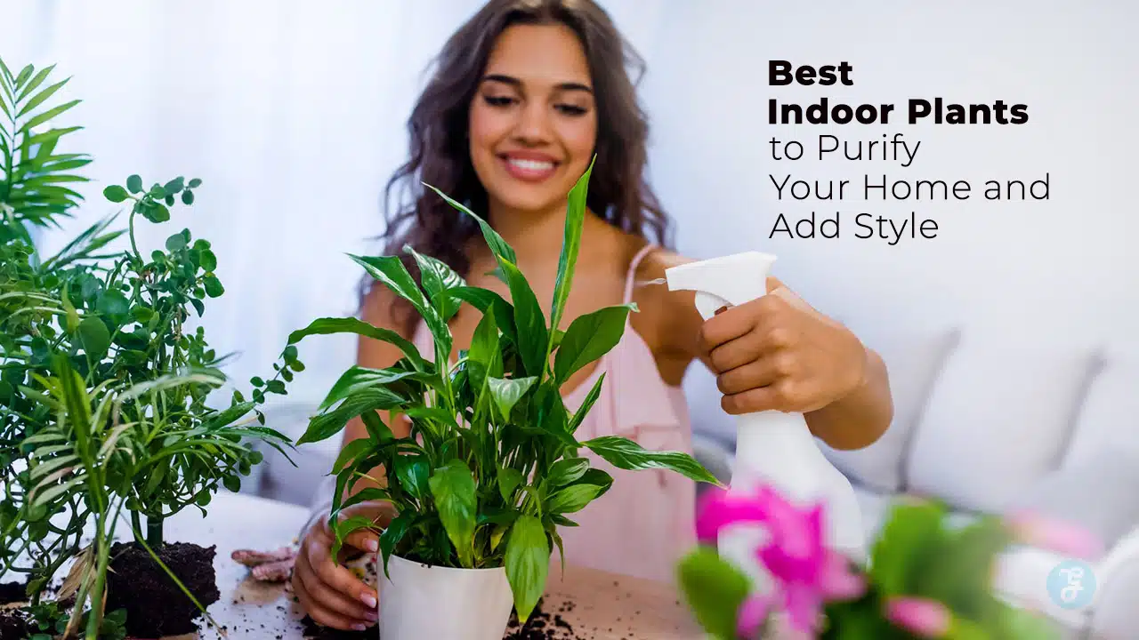 Best Indoor Plants to Purify Your Home and Add Style