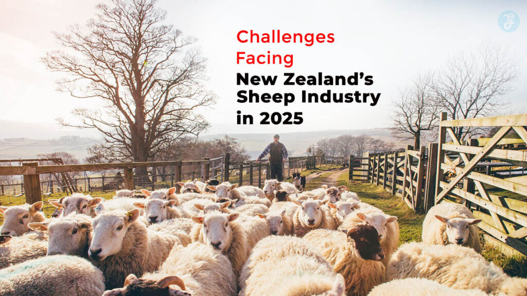 Sheep Industry in New Zealand