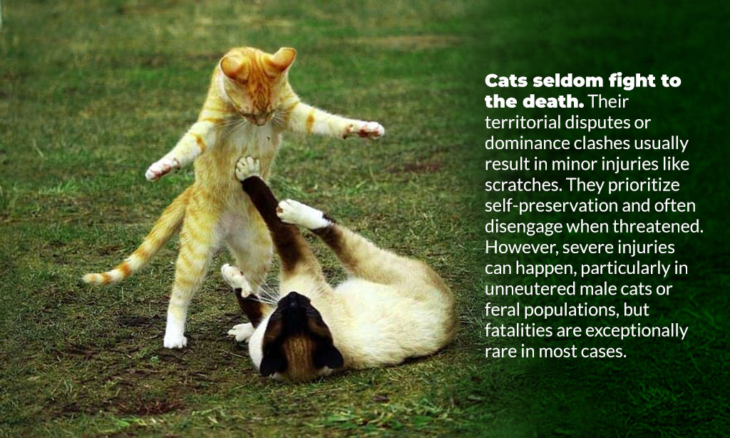 cats seldom fight to the death